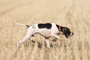 pointer hunting